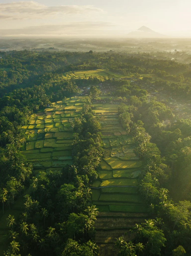 Rice terrace trekking